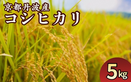 令和7年産 コシヒカリ 5kg 精米 白米