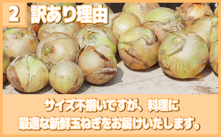 【2027年5-6月出荷】 訳あり 玉ねぎ 10kg (1箱) 玉葱 肉じゃが 家庭用 たまねぎ 先行予約