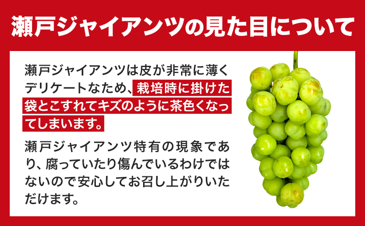 【2024年産先行予約】食べ比べセット たたらみねらる シャインマスカット 瀬戸ジャイアンツ 各1房 1.3kg以上《8月下旬-10月下旬頃出荷》岡山県 笠岡市 マスカット ぶどう ブドウ 葡萄 フル