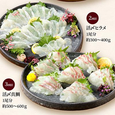 ふるさと納税 延岡市 【毎月定期便】【ふるさと納税】活〆鮮魚のお刺身全6回 |  | 02