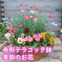 【ふるさと納税】可愛いピンクのお花たっぷりの寄せ植え　【花】