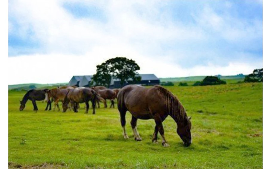 【厳選】馬刺し3種（赤身・フタエゴ・サガリ） 450g 馬刺し 馬肉 馬 肉刺し 専用醤油 150ml 人気部位 赤身 フタエゴ サガリ高級 熊本 阿蘇 南小国町 送料無料