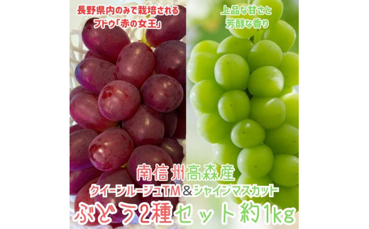 クイーンルージュTM＆シャインマスカットぶどう2種セット約1kg 2025年9月中旬より発送 長野県 信州 南信州 高森町 農家直送 果物 くだもの ぶどう 旬のぶどう 山吹ぶどう狩り組合