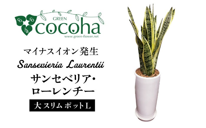 マイナスイオン発生 サンセベリア・ローレンチー大 スリムポットL 糸島市 / cocoha 観葉植物 グリーン 緑 インテリア[AWB040] 観葉植物 緑 グリーン 暮らし インテリア 植物 鉢 おしゃれ 室内 ギフト