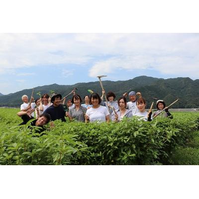 ふるさと納税 出雲市 いづものモロヘイヤ100パウダー(500g)【3_1-002】 |  | 01