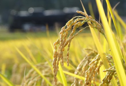 【令和7年産】新潟県産「新之助」15kg 関口商店 米 こめ コメ 精米 白米 【大人気のため予告なしに受付休止・再開します】 1N03038