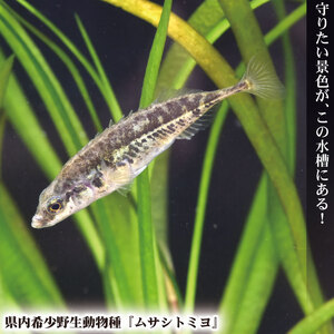 さいたま水族館 年間パスポート 引換券 小人 観光 魚 お出かけ 水族館 埼玉県 羽生市