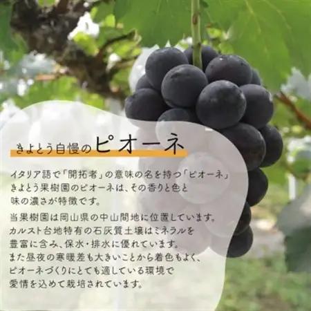 ピオーネ＆シャインマスカット 上級品 大2房 /計1.3kg~ (岡山県産) 人気の食べ比べセット!【配送不可地域：離島】【1571760】