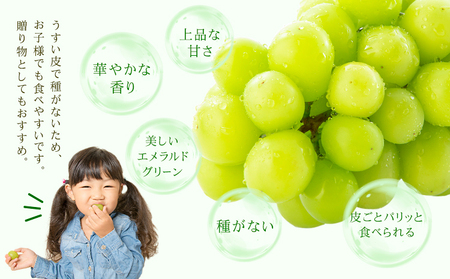 シャインマスカット 秀品 内容量 約1.2kg(2-5房) 日本フルーツ《6月下旬-8月末頃出荷》熊本県 荒尾市 ぶどう ブドウ 果物 フルーツ スイーツ デザート ギフト ご贈答