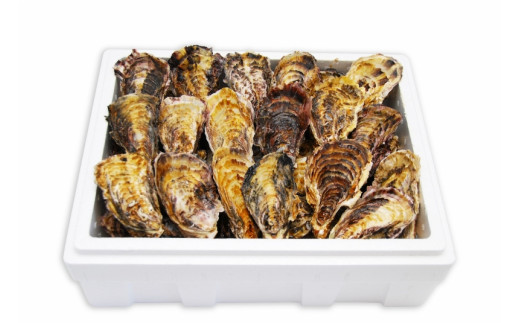 
            【ギフト用】［殻付き牡蠣］Ｌサイズ(大)30個《加熱用》【広島かき 広島牡蠣 かき 新鮮 旬 おすすめ 人気 広島県 宮島 廿日市市】
          