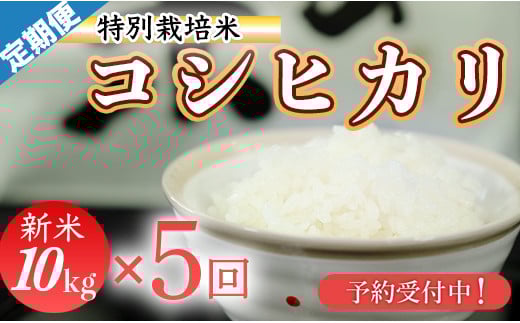 新米予約！令和７年産　(精白米)　特別栽培米　こしひかり10kg×5袋