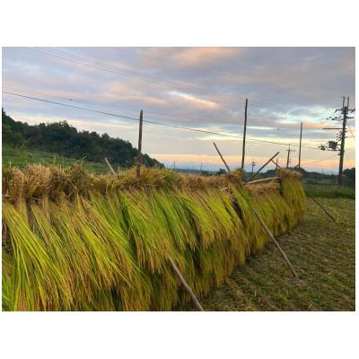 ふるさと納税 大津市 農林22号白米5kg 天日干し 栽培期間中農薬・化学肥料不使用