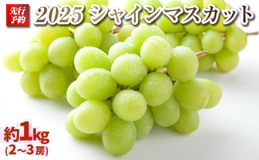 
            【先行予約】A 2025  シャインマスカット　２房～３房　約1キロ 【10月中旬頃～順次発送予定】長野県産 　国際特許有機肥料栽培 ｜ 果物 フルーツ ぶどう ブドウ シャインマスカット マスカット 高糖度 種なし 人気農園 人気 おすすめ 葡萄  ギフト 送料無料 長野県 大町市
          