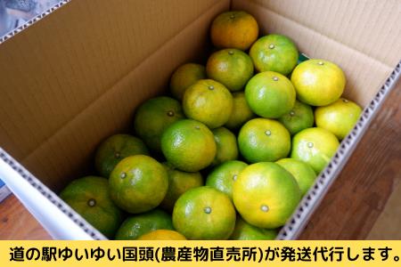 【2024年12月発送】やんばる国頭村産　希少な島みかん「オートー」５kg