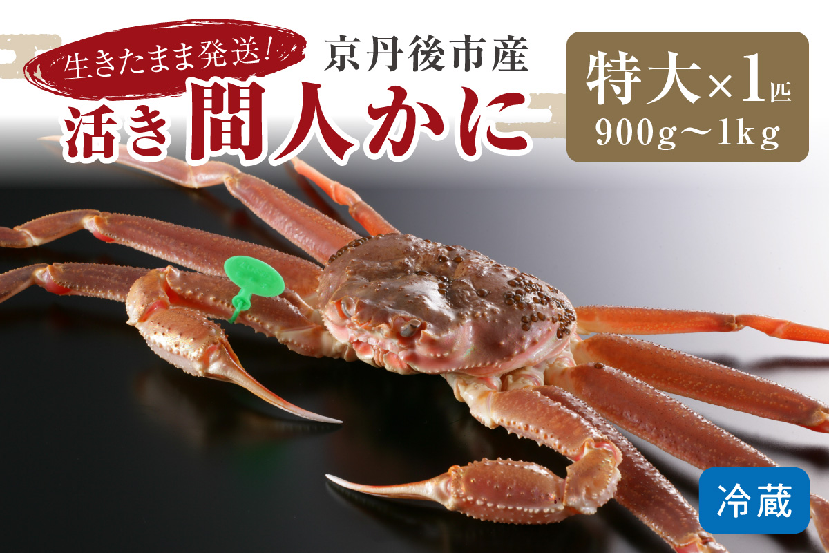 かに卸し問屋がお届け・浜競り厳選！幻の活間人ガニ 900ｇ～1ｋｇ 特大サイズ（1月～3月発送）／北畿水産