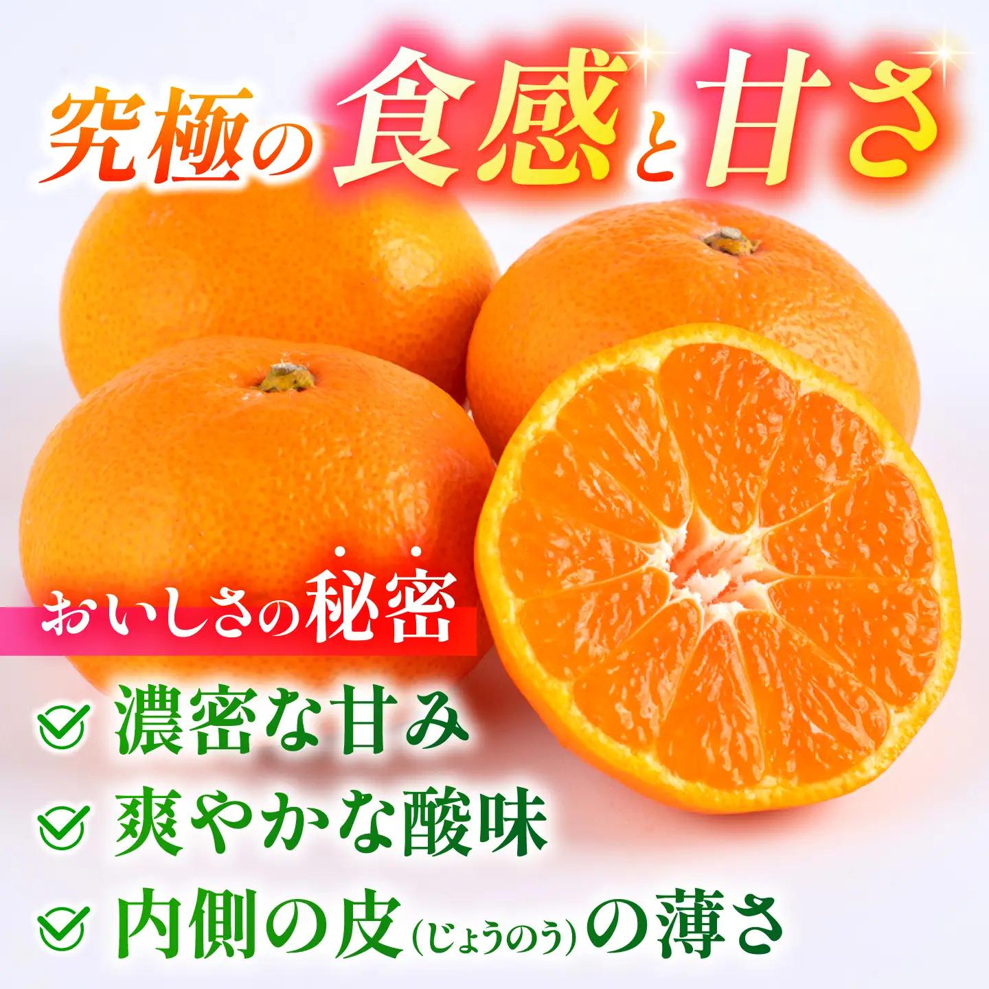 ＼生活応援よか値キャンペーン／【先行予約】 旨み凝縮！ 飛龍台木 白川 温州 みかん S〜Lサイズ 約5kg 山鹿市産　【小春農園】[ZBN009-CP]