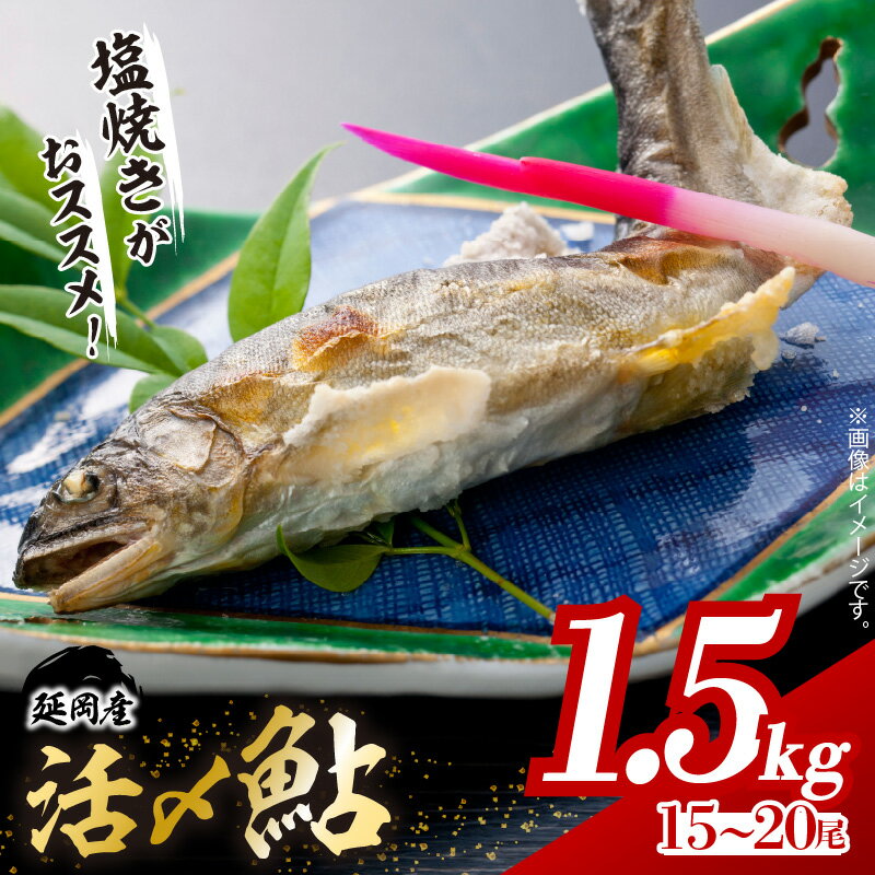 先行予約 活〆 鮎 1.5kg 15 〜 20 尾入り 海産物 国産 延岡産 冷凍 小分け 個包装 一尾ずつ 一尾ずつ袋に入れてお届け 繊細な美味しさ 便利 塩焼き 甘露煮 鮎めし 雑炊 松本水産 お中元 お歳暮 贈答用 お取り寄せ お取り寄せグルメ 宮崎県 延岡市 送料無料