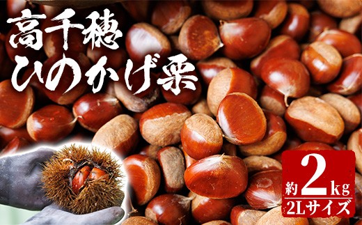
                  ＜数量限定・期間限定＞期間限定 ひのかげ栗(2kg)生栗 和栗 くり 秋の味覚 栗ご飯 お菓子作り おやつ【NK001】【宮崎県農業協同組合　高千穂地区本部】
                