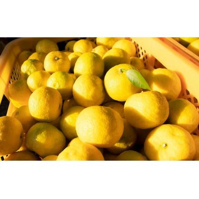 ふるさと納税 陸前高田市 【期間限定】北限のゆず(黄玉)約1kg 【 柚子 ユズ 旬 果物 料理 産地直送 岩手 陸前高田 】 |  | 01