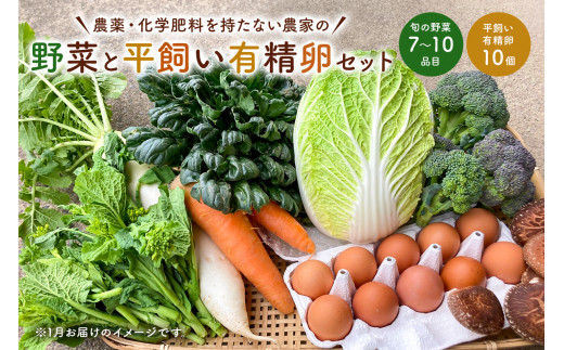 11月発送　農薬・化学肥料を持たない農家の野菜（7～10種類）と 平飼有精卵のセット mi0036-0017-11 【野菜 卵 露地栽培 国産 旬野菜 季節野菜 キャベツ きゅうり トマト 果物 蒟蒻 味噌】
