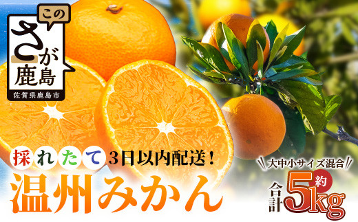 先行受付 ＼農家直送＆鮮度抜群！／収穫後3日以内発送・松本農園の温州みかん 約5kg｜有明海の潮風で育った鹿島産みかん 10月下旬頃から発送予定 佐賀県鹿島市 送料無料 B-530