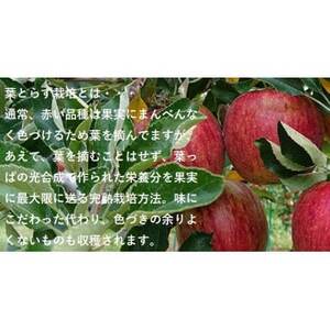 青森県産りんご　「はあと」こうとく 3K箱【1539474】