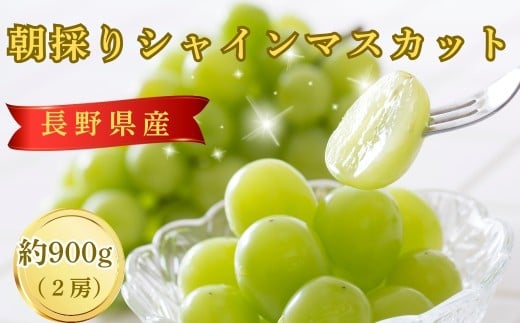 【2026年先行予約】朝採り シャインマスカット 約900g 2房 | ぶどう 葡萄 白ぶどう 種無し 種なし 皮ごと 千曲市 長野県産 信州