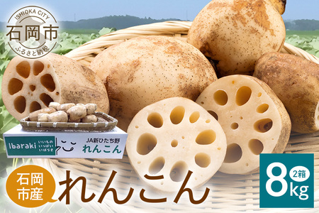 れんこん 2箱 ( 約 8kg ) 新ひたち野大地のめぐみ 旬の野菜 季節限定 (B01-013)
