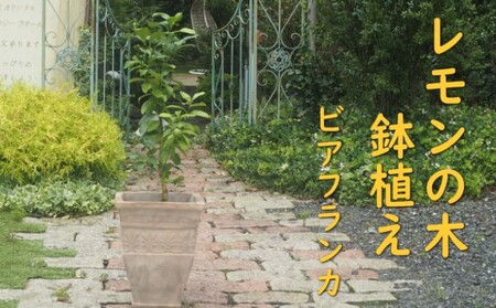 植物 レモン トゲ無し 鉢植え レモンの木 品種 植物