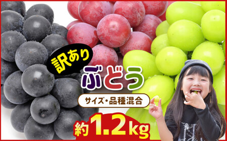 訳あり 旬の ぶどう  詰め合わせ 約 1.2kg | 果物 くだもの フルーツ ブドウ 黒ブドウ 赤ブドウ ぶどう 黒ぶどう 赤ぶどう シャインマスカット マスカット 巨峰 グレープ 熊本 玉名
