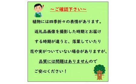黄色い八重咲の綺麗な花がたくさん咲く 雲南黄梅