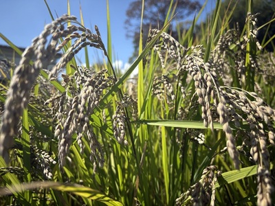 【令和7年産米】【数量限定】忍野村産　黒米（2kg）