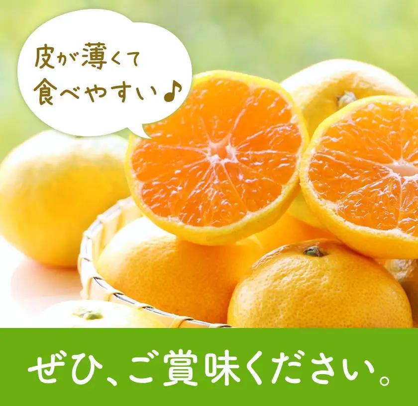 【先行予約】宮川 早生 みかん 約 10kg(S～Mサイズ混合) 