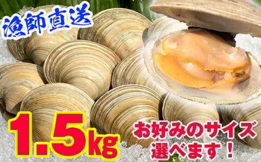 漁師直送！活ホンビノス貝1.5kg（Mサイズ）