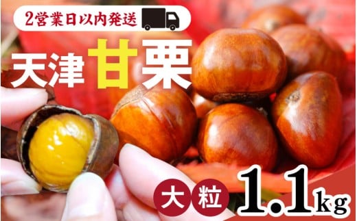 【先行予約】 天津甘栗 1.1kg / 栗 甘栗 天津甘栗 新栗 ※2025年10月下旬より順次発送予定