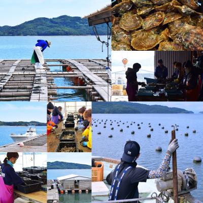 ふるさと納税 天草市 天草産 あこや真珠とダイヤモンド リング ベビーパール 3連 3珠_S101-208 |  | 03