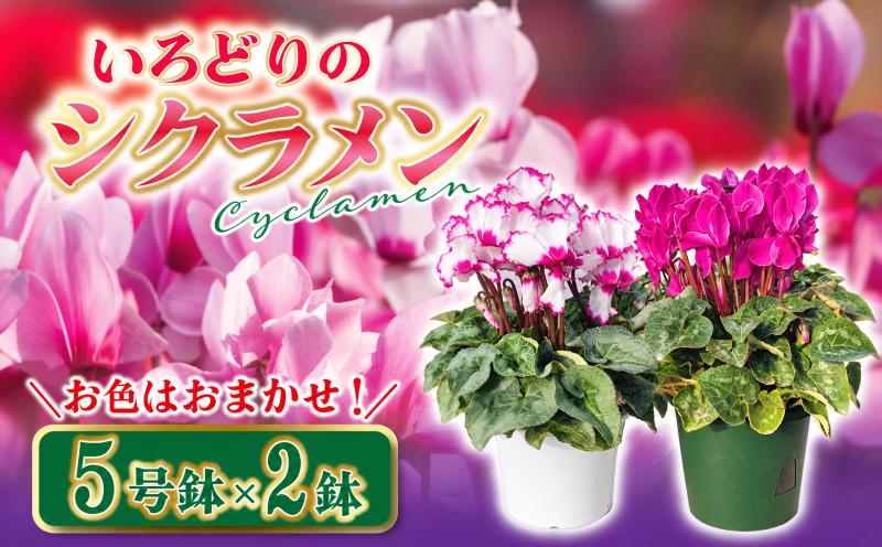 
                  【先行予約】 シクラメン 5号鉢 2鉢セット 色おまかせ 花  お花 数量限定 鉢植え 鉢花  ギフト お祝い 花ギフト フラワーギフト プレゼント 贈り物 贈答 お祝い 贈答品 インテリア 観賞用 庭 ガーデン 植物 flower ふるさと納税 茨城県 鹿嶋市 【11月上旬頃より発送開始】
                