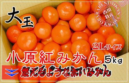小原紅早生みかん 香川県産 約5kg ( 2Lサイズ ) ｜ みかん