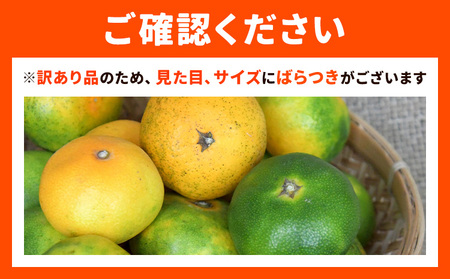 【先行予約】 極早生みかん ニュー日南「夢っ子」10kg ｜みかんみかんみかん都呂々