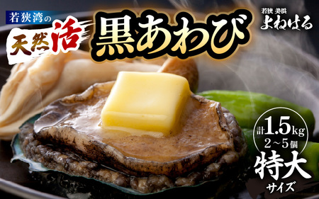 【先行予約】入手困難 日本海若狭湾の 天然 活黒アワビ 計1.5kg (2～5個) 特大サイズ 鮮度抜群！【2025年11月中旬より順次発送予定】 刺身 お造り バター焼き BBQ あわび アワビ 鮑