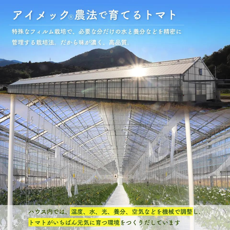 【2027年1月～4月頃発送】＜約1.2kg×3回 定期便＞訳あり 規格外 フルティカ トマト ましまファーム ミニトマト フルーツトマト アイメック  ワケあり