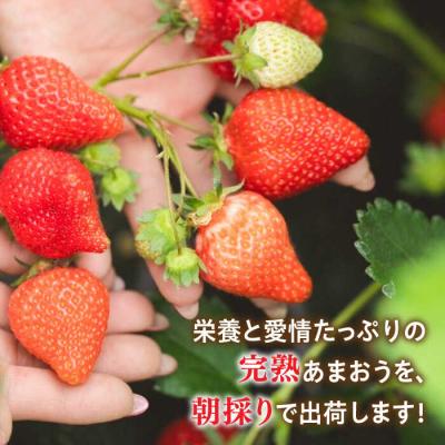 ふるさと納税 糸島市 糸島産 完熟あまおう 280g×4パック (デラックスサイズ) / 小河農園[AJN002] |  | 02