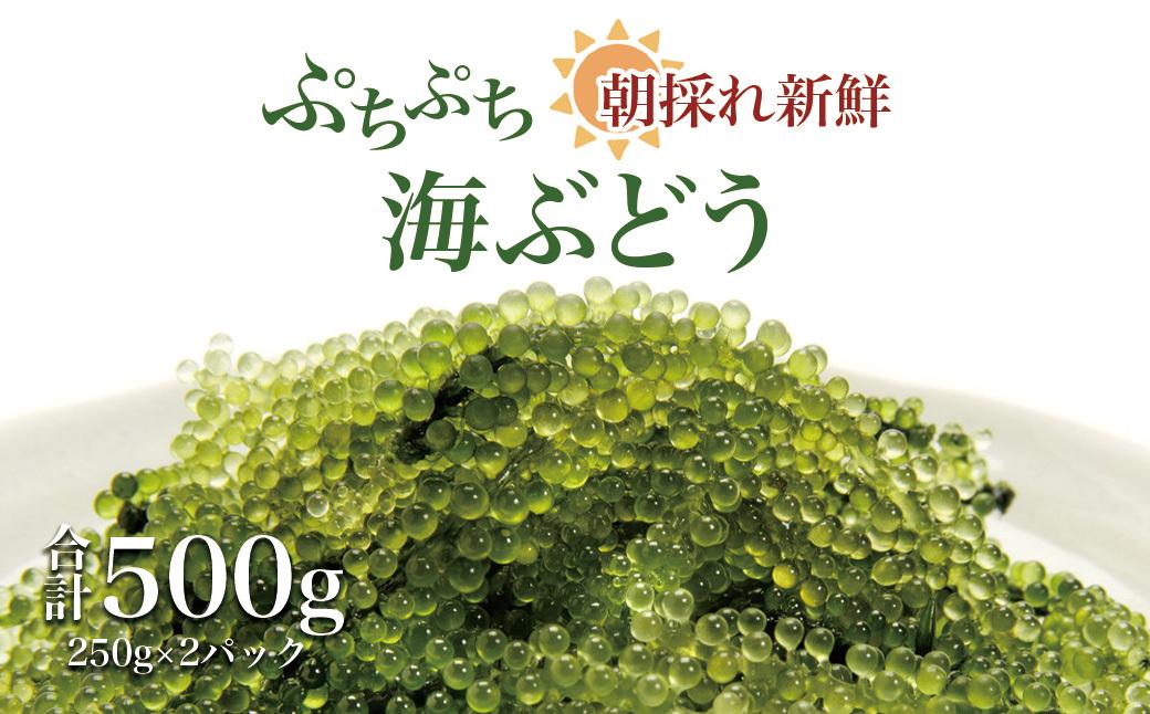 【発送は9月中旬以降】海の幸　朝採れぷちぷち海ぶどう 朝採れ新鮮 海ぶどう～MOBAKO育ちのSEAGRAPES！？～ 464686_DH001