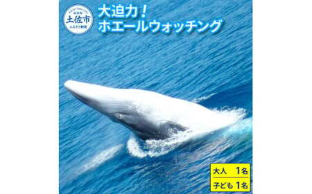 ホエールウォッチング 大人１名と子供1名分相当 11000円分クーポン レジャー 体験型 アクティビティ ウォッチング 観察 旅行 観光 遊ぶ クジラ くじら【宇佐ホエールウォッチング協会】 [BQCH002]