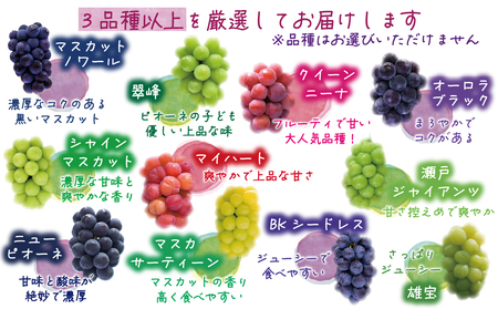 【2616-0470】岡山 花笑み農園『ぶどうの宝石箱』3種以上(36粒入り)3M-宝36