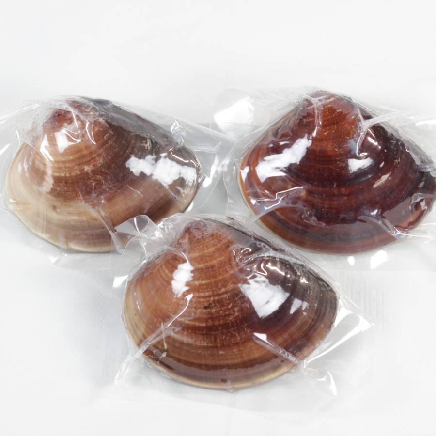 ＜桑名はまぐり屋＞桑名産「はまぐり」10年もの（レトルト）３粒入