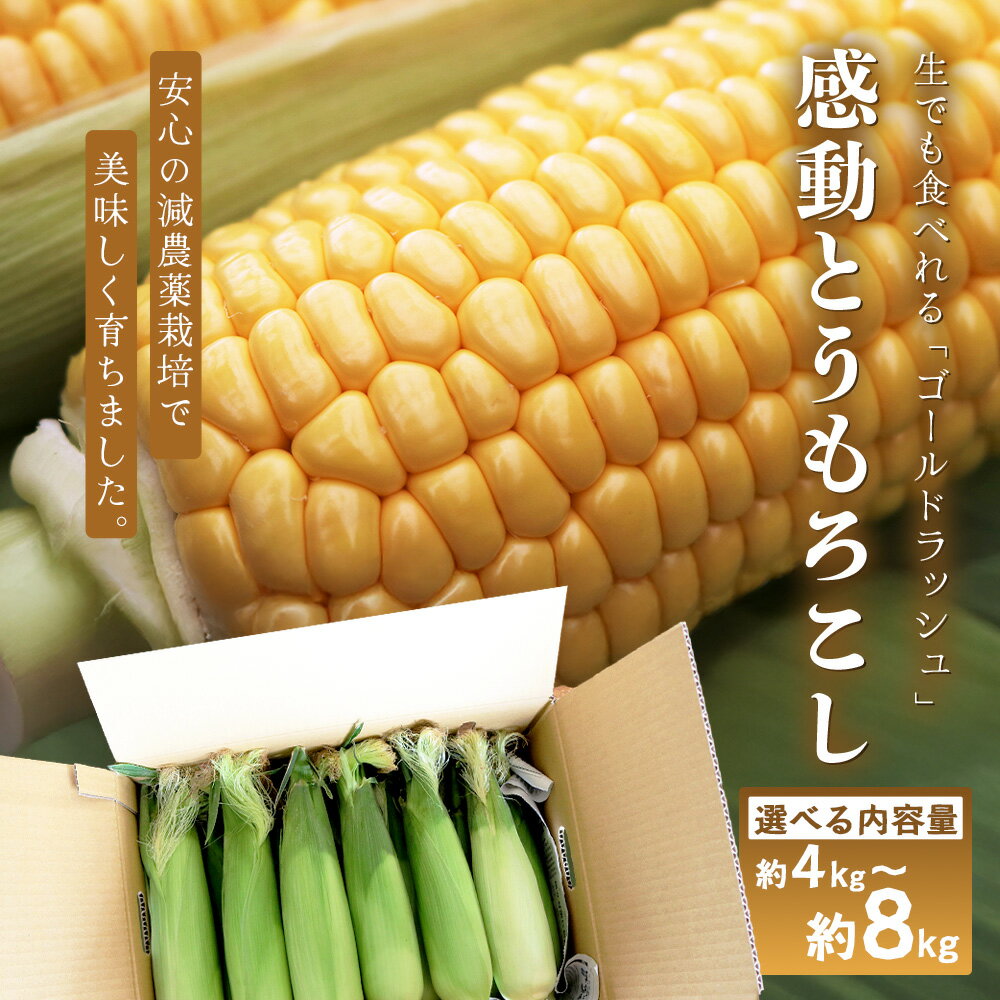 【ふるさと納税】【数量限定】 【先行予約・2026年5月～】選べる内容量！感動とうもろこし ｜野菜 やさい とうもろこし ゴールドラッシュ トウモロコシ 新鮮 産地直送 先行予約 数量限定 4kg 8kg 南大隅町 鹿児島県