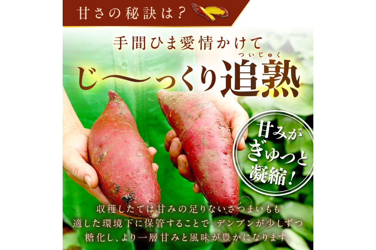 【先行予約】日本一！さつまいもオブザイヤー2部門受賞のサツマイモ農家が作る「紅はるか」の冷凍焼き芋1kg（4～7本程度）（2026年2月中旬～発送）　TF00032