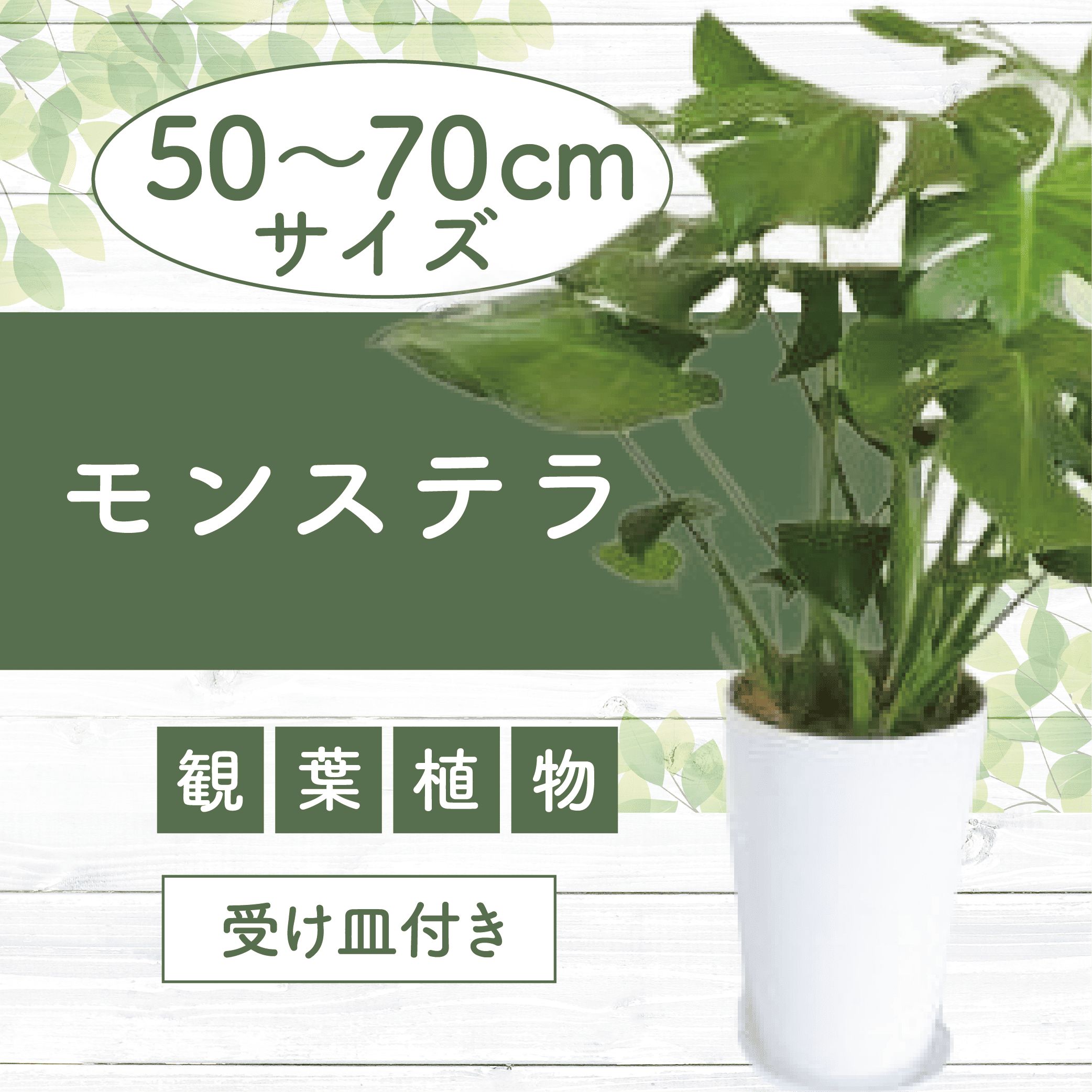【ふるさと納税】モンステラ(鉢底から50cm～70cm)※北海道・沖縄・離島配送不可※ モンステラ 観葉植物 鉢 おしゃれ インテリア グリーン 【Green Farm M】