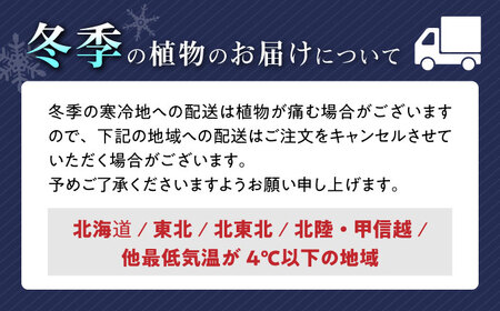 観葉植物 モンステラ スクエア 陶器鉢植え 7号【鉢色：白】/ 観葉 植物 インテリア おしゃれ プレゼント / 大村市 /琴花園[ACYK003]